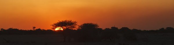 Orange solnedgang i Afrika. Akasietrær i solnedgang i Ethosha.