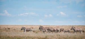 Sebraer på savannen i Etosha